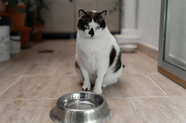 Mavi gözlü siyah beyaz kedi su bekliyor.