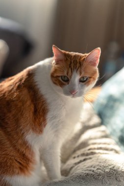 dikey kompozisyon. Sarı gözlü kahverengi beyaz kedi kameraya bakar.