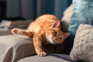 Yeşil gözlü kahverengi tekir kedi gri bir kanepede yatıyor.