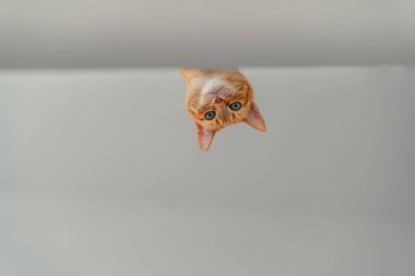 Merdivenlerde yeşil gözlü kahverengi tekir kedi kameraya bakıyor.