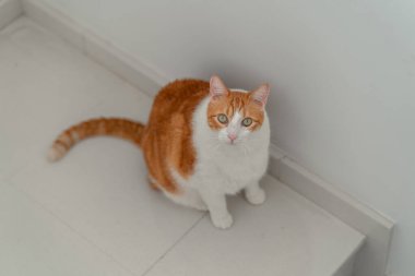 Kahverengi ve beyaz kediler, sarı gözlü, beyaz arkaplan