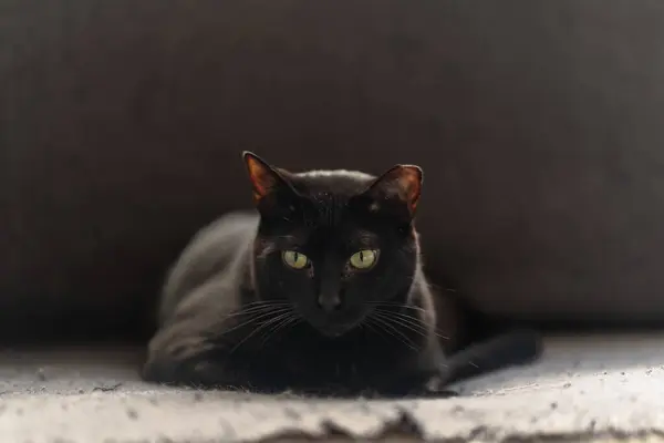 close up. black cat with yellow eyes lying on a gray sofa, looks at the camera