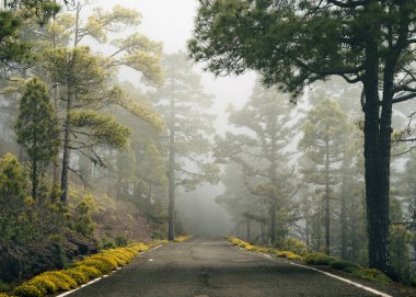 Tamadaba çam ormanları sisli bir günde