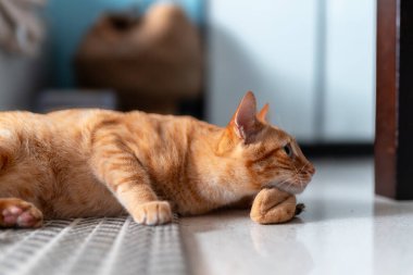 Yeşil gözlü kahverengi tekir kedi oyuncakla oynuyor. Kapat.