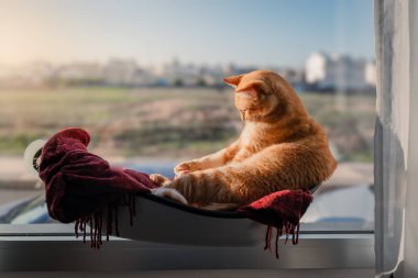 Kahverengi tekir kedi Pencere kenarında bir hamakta oturuyor