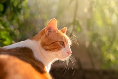 Gün batımında sarı gözlü kahverengi ve beyaz bir kedi. Kapat.
