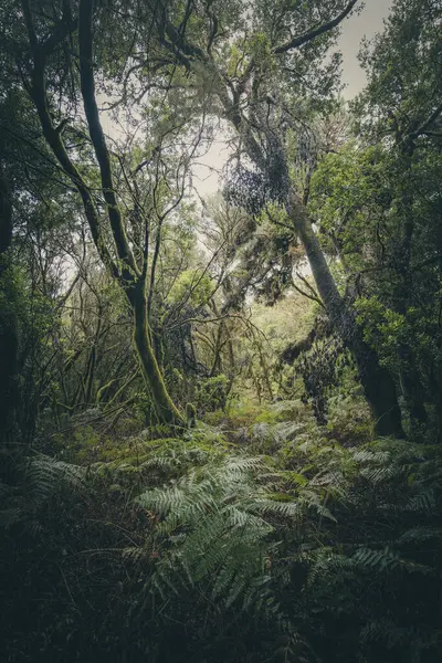 Lush Laurisilva Ormanı Llania Hierro Kanarya Adaları Telifsiz Stok Imajlar