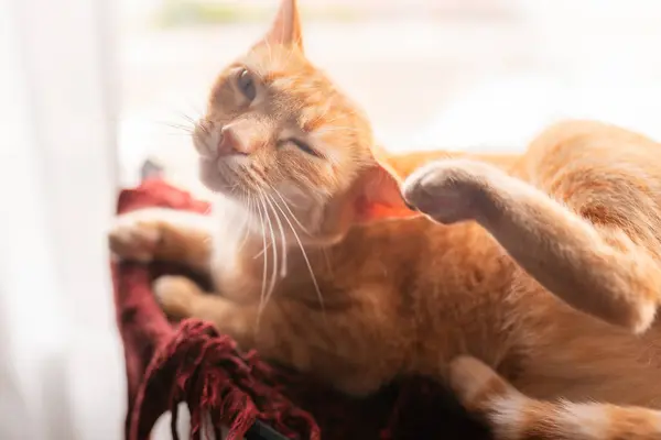 茶色のタビーの猫は耳を傷つけました クローズアップ ロイヤリティフリーのストック写真