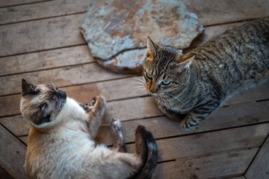 Yeşil gözlü gri tekir kedi ve masada yatan siyam kedisi. Kapat.