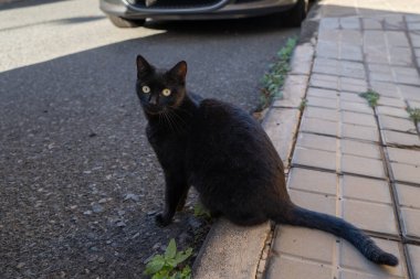 Vahşi siyah kedi caddede kameraya bakıyor.
