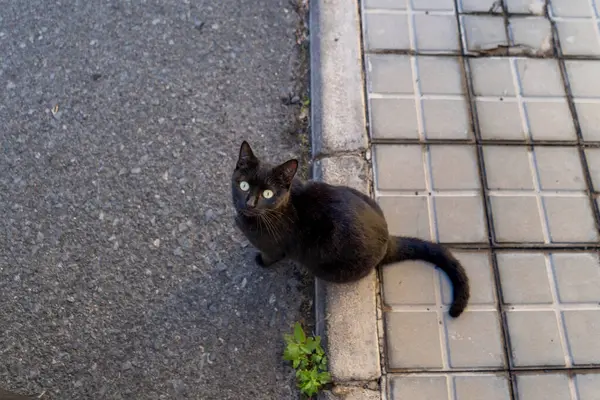 Vahşi siyah kedi caddede kameraya bakıyor.