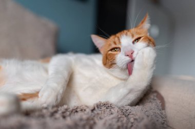 Kanepede yatan sarı gözlü kahverengi ve beyaz kedi. Kapat.