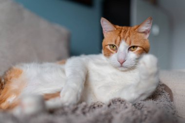 Kanepede yatan sarı gözlü kahverengi ve beyaz kedi. Kapat.