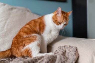 Kanepede yatan sarı gözlü kahverengi ve beyaz kedi. Kapat.