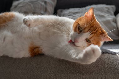 # Sarı gözlü kahverengi beyaz kedi # # Pencerenin altındaki kanepede yatıyor #