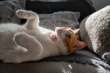 # Sarı gözlü kahverengi beyaz kedi # # Pencerenin altındaki kanepede yatıyor #