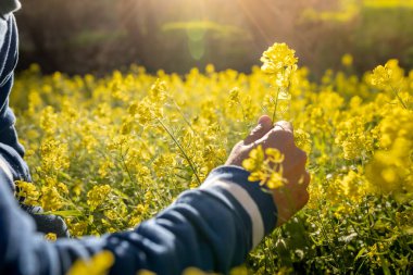 Gün batımında sarı kır çiçekleriyle dolu bir tarlada genç bir adam
