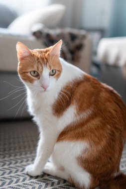 Evcil kediler oturma odasında.