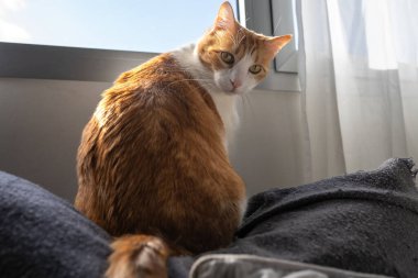 Günbatımında evcil kahverengi kediler