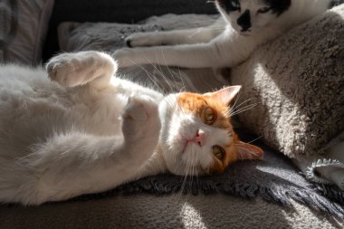 Evcil kediler oturma odasında.