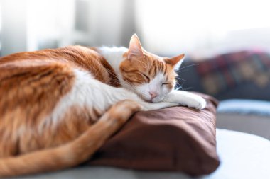 Evcil kediler oturma odasında.