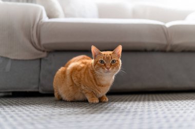 Evcil kediler oturma odasında.