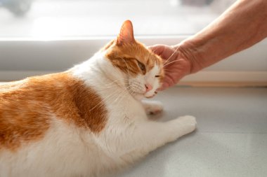 Günbatımında evcil kahverengi kediler