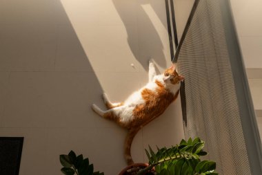 Evcil kediler oturma odasında.