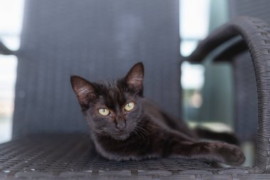 Koyu renkli bir sandalyede yatan sarı gözlü siyah kedi. Kapat.