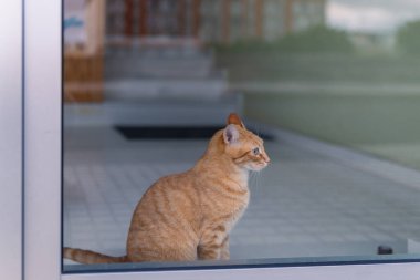 Kahverengi tekir kedisi, yeşil gözlü, ön kapının arkasında, dışarıya bakıyor.