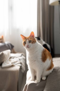 Kanepede oturan sarı gözlü kahverengi ve beyaz kedi. dikey bileşim