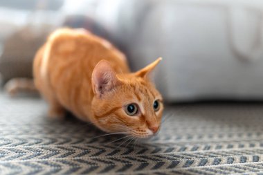 Yeşil gözlü kahverengi tekir kedi halıda yatıyor