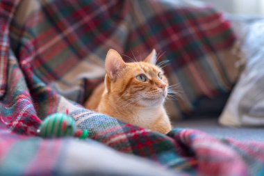 Kahverengi tekir kedisi yeşil gözlü, renkli bir battaniyenin üzerinde yatıyor.