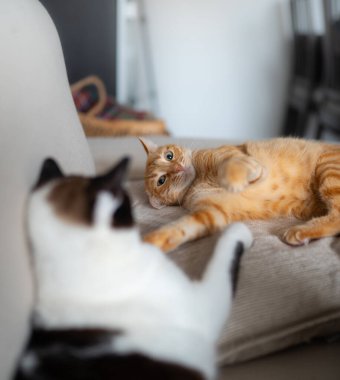 İki evcil kedi oturma odasında etkileşime girer.