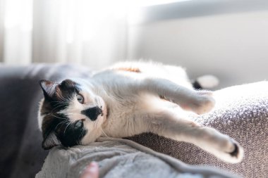 Mavi gözlü siyah beyaz kedi, pencerenin altında bir kanepede yatıyor.