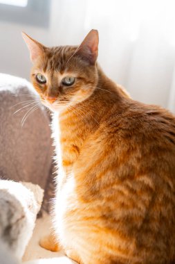 Yeşil gözlü kahverengi tekir kedi, pencerenin altında bir kanepede oturuyor..