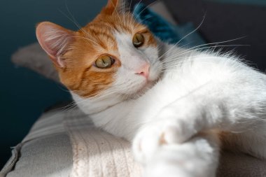 Kanepede yatan sarı gözlü kahverengi ve beyaz kedi. Kapat.