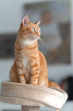 Kahverengi ve beyaz kedinin sarı gözleri çizik kulesinin tepesinde