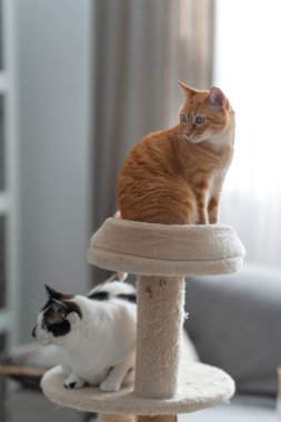 İki yerli beyaz kedi bir tırmalama kulesinde birlikte oynuyorlar.