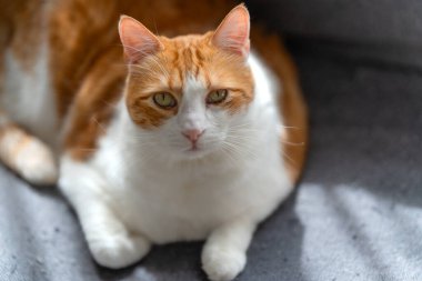 Sarı gözlü kahverengi ve beyaz kedi kameraya bakar. Kapat.