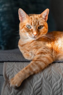 Yeşil gözlü kahverengi tekir kedi, pencerenin altındaki kanepede yatıyor.