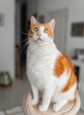 Oturma odasında sarı gözlü kahverengi ve beyaz bir kedi. dikey bileşim