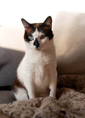 Gri bir koltukta oturan mavi gözlü şişman siyah beyaz kedi.