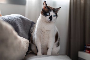 Gri bir koltukta oturan mavi gözlü şişman siyah beyaz kedi.