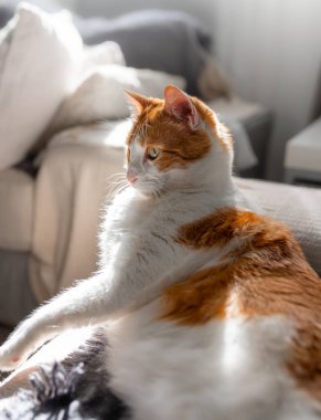 # Sarı gözlü kahverengi ve beyaz kedi # # Pencerenin altında bir kanepede yatıyor #