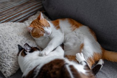 İki evcil beyaz kedi bir kanepede birlikte uyurlar.