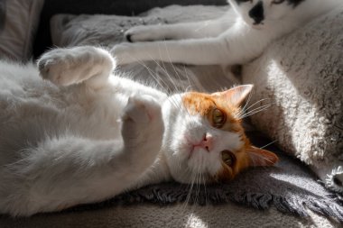 # Sarı gözlü kahverengi ve beyaz kedi # # Pencerenin altında bir kanepede yatıyor #