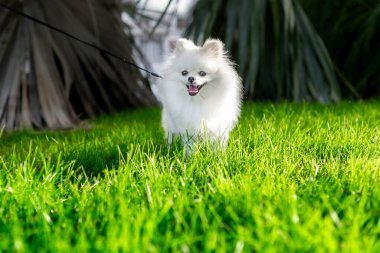 Pomeranian beyaz köpeği parkta