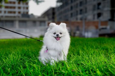 Pomeranian beyaz köpeği parkta