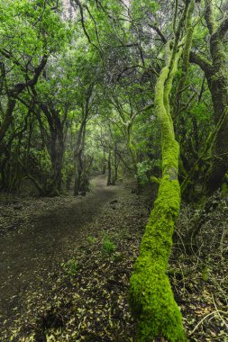 Lush Laurisilva Ormanı 